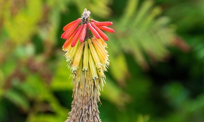 Kniphofia (Red Hot Poker) flowers-gallery-9