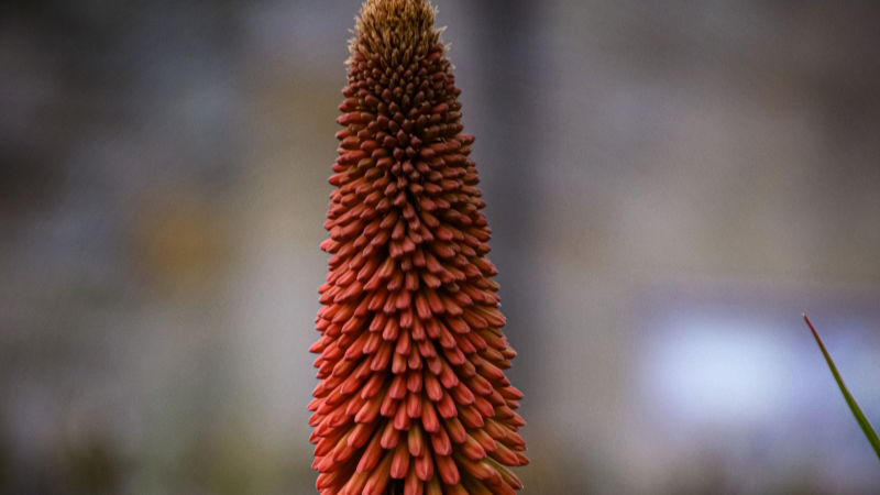 Kniphofia(Red Hot Poker) featured image