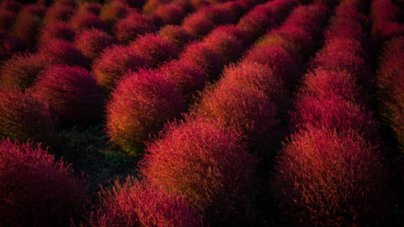 Kochia Featured image