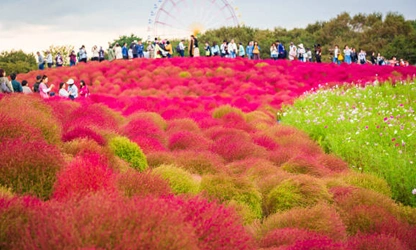Kochia flowers-gallery-1