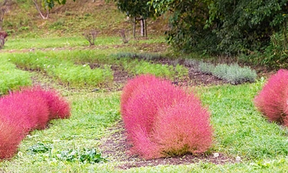 Kochia flowers-gallery-10