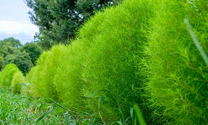 Kochia flowers-gallery-11