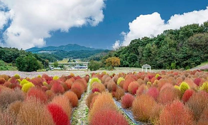Kochia flowers-gallery-13
