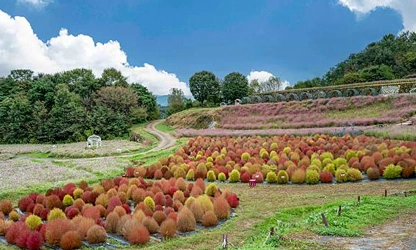Kochia flowers-gallery-14