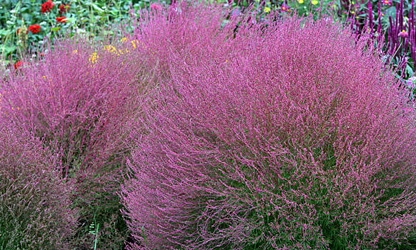 Kochia flowers-gallery-16