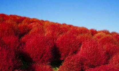 Kochia flowers-gallery-2