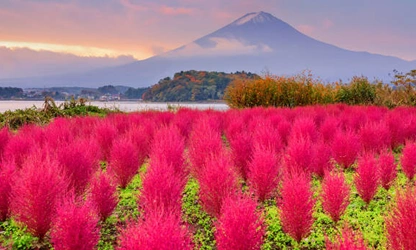 Kochia flowers-gallery-3