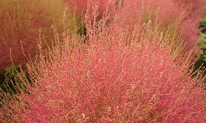 Kochia flowers-gallery-4