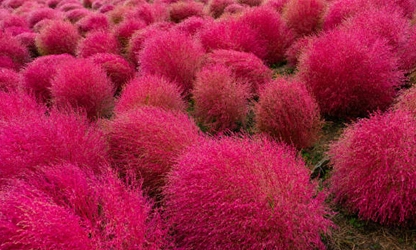 Kochia flowers-gallery-5
