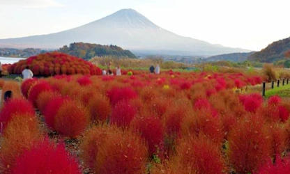 Kochia flowers-gallery-6