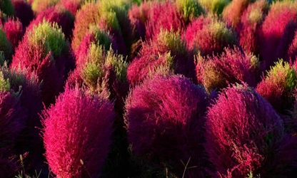 Kochia flowers-gallery-7