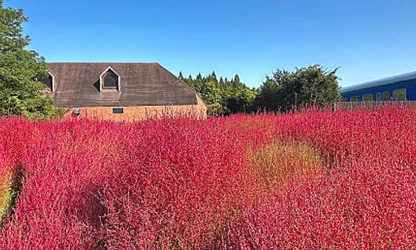 Kochia flowers-gallery-8