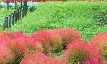 Kochia flowers-gallery-9