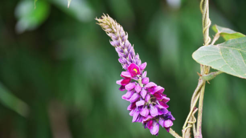 Kudzu flower Featured image