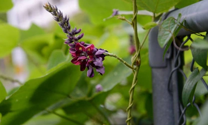 Kudzu flowers-gallery-1