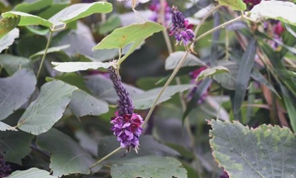 Kudzu flowers-gallery-10