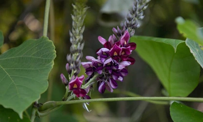 Kudzu flowers-gallery-11