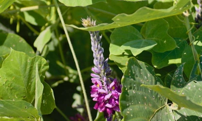 Kudzu flowers-gallery-12