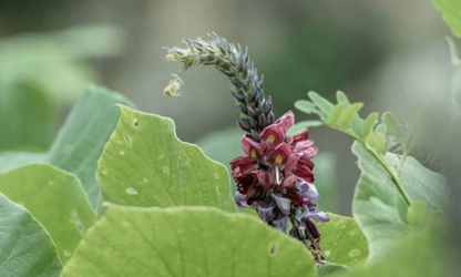 Kudzu flowers-gallery-13
