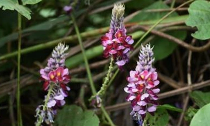 Kudzu flowers-gallery-2