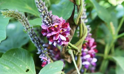 Kudzu flowers-gallery-3