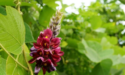Kudzu flowers-gallery-4
