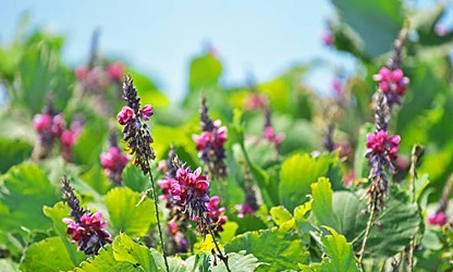 Kudzu flowers-gallery-5