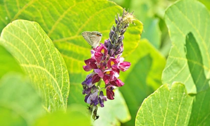 Kudzu flowers-gallery-6