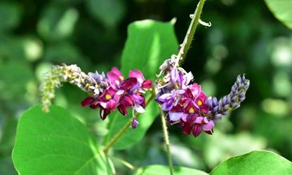 Kudzu flowers-gallery-7