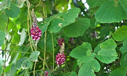 Kudzu flowers-gallery-8