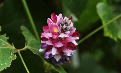 Kudzu flowers-gallery-9