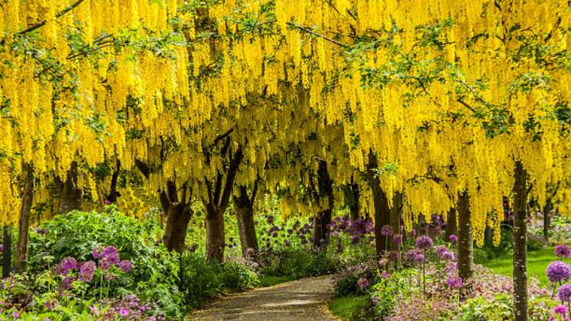 Laburnum Featured image
