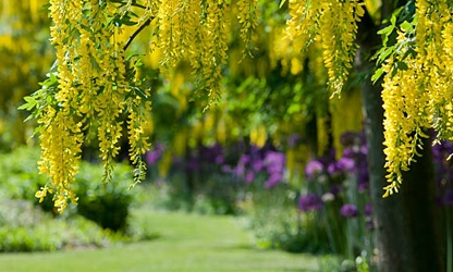 Laburnum flowers-gallery-1