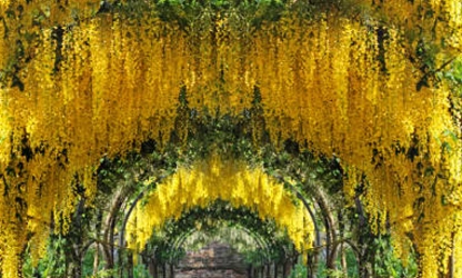 Laburnum flowers-gallery-10