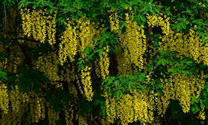 Laburnum flowers-gallery-11