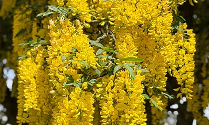 Laburnum flowers-gallery-12