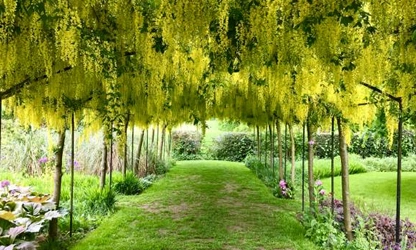 Laburnum flowers-gallery-13