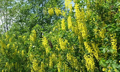 Laburnum flowers-gallery-14