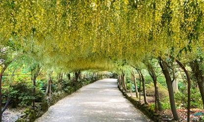 Laburnum flowers-gallery-15
