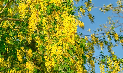 Laburnum flowers-gallery-16