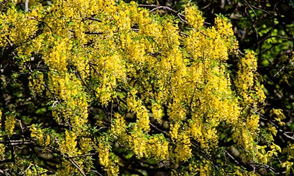 Laburnum flowers-gallery-2
