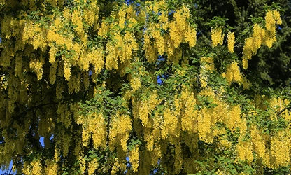 Laburnum flowers-gallery-3