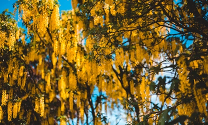 Laburnum flowers-gallery-4