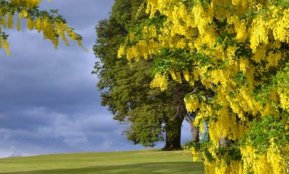 Laburnum flowers-gallery-5