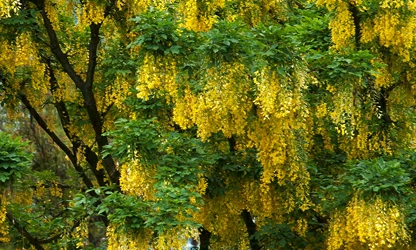 Laburnum flowers-gallery-6