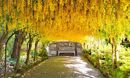 Laburnum flowers-gallery-7