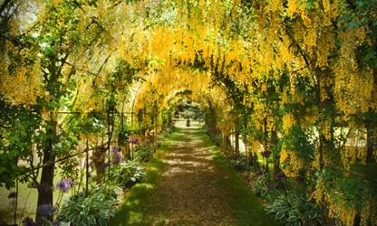 Laburnum flowers-gallery-8