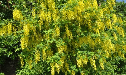 Laburnum flowers-gallery-9