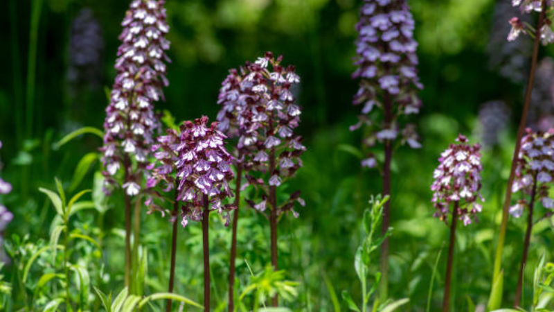 Lady Orchid Featured image