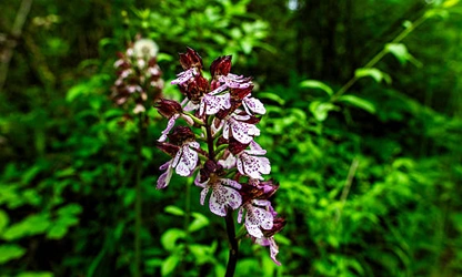 Lady Orchid flowers-gallery-1
